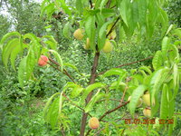 DSCN1320.JPG