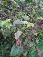 IMG_20160731_191923.jpg