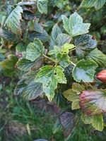 IMG_20160731_192143.jpg