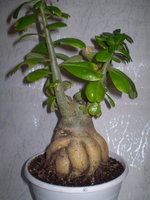 P1010023_01.JPG