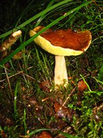 IMG_1059-1.jpg