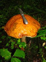 IMG_1064-1.jpg