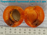 Повреждённый Саратовский рубин на 6 день