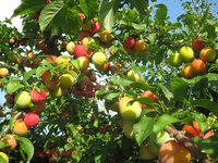 Скороплодная 01.08.2015г