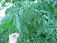 IMG_2333.JPG