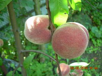 DSCN1331.JPG