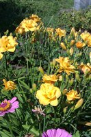 IMAG0929.jpg
