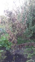 20160809_183951.jpg