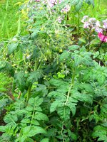 IMG_1155.JPG