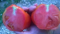 WP_20160811_006.jpg