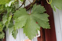 IMG_6113.jpg