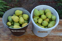 Чижовская и Флейта