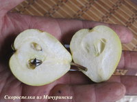 ск из мич.JPG
