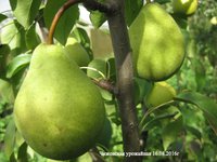Чижовская урожайная