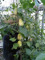 IMG_20160814_161016.jpg