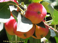 transctndent_apple_2.jpg