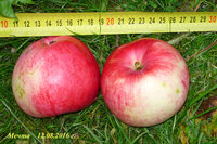 P1070986-2.jpg
