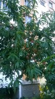 WP_20160818_001.jpg