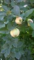 WP_20160814_003.jpg