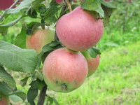 IMG_2376.JPG
