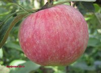 Конфетное урожай 2011г.