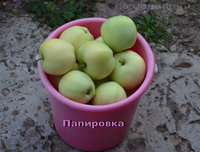 Папировка 13.08.2016