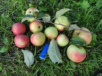 DSC05347-01.jpg
