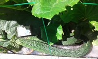 IMG-20160806-WA0005.jpeg