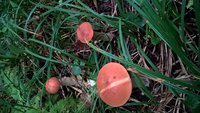 WP_20160822_08_03_20_Pro.jpg