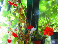 IMG_4209.JPG