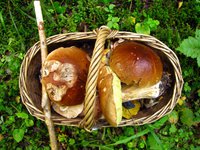 IMG_1294.JPG