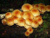 IMG_1349.JPG
