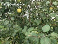 IMG_0356.JPG