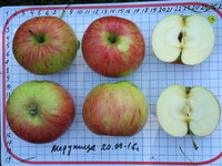 Медуница-16-14.JPG