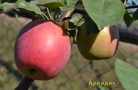 Аркадик 2016