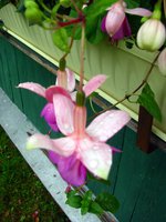 IMG_1376.JPG