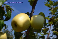 Царский шип_3.jpg