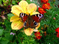 IMG_1410.JPG