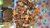 WP_20160827_11_44_54_Pro.jpg