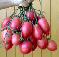Кальмана венгерский розовый