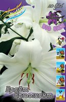 lilium_bright_brilliant.jpg