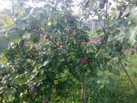 IMG_20160827_162643.jpg