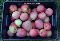 Сеянец Титовки