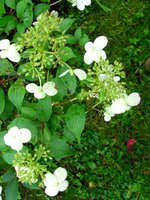 IMG_1465.JPG