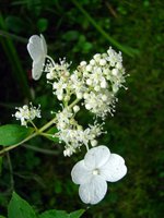 IMG_1466.JPG