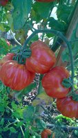 WP_20160828_014.jpg