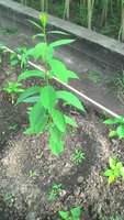 P_20150629_173551.jpg
