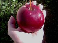 IMG0483A.jpg