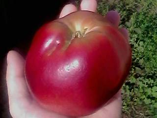 IMG0492A.jpg