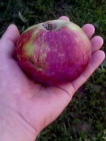 IMG0480A.jpg